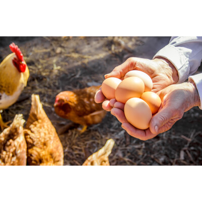 Richtig Füttern für eine gute Eierqualität - 