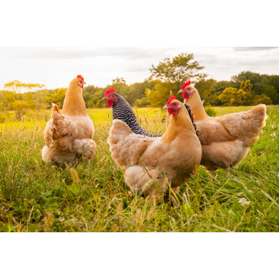 Frischluft und Freiheit für Eure Hühner - 
