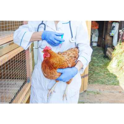 Stichpunkt Hühner-Gesundheit - 
