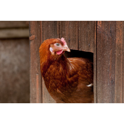 Die passende Inneneinrichtung für Deine Hühner - 