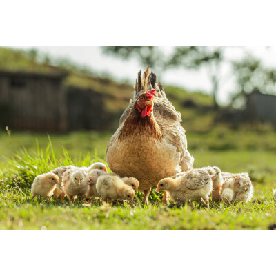 Kükenaufzucht – Vom flauschigen Küken zum gesunden Huhn - 