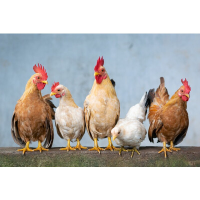 Artgerechte Hühnerhaltung - Hühner Artgerecht halten - Beschäftigung - Stall - Sozialverhalten - Ernährung