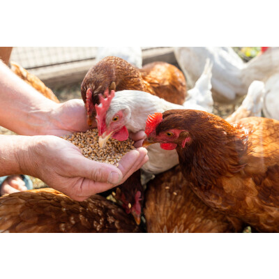 Hühner richtig füttern - Vorlieben und Bedürfnisse der gefiederten Freunde! - Hühner-richtig-füttern-was-Hühner-brauchen-Hühnerfutter-Bedürfnisse-Hühner