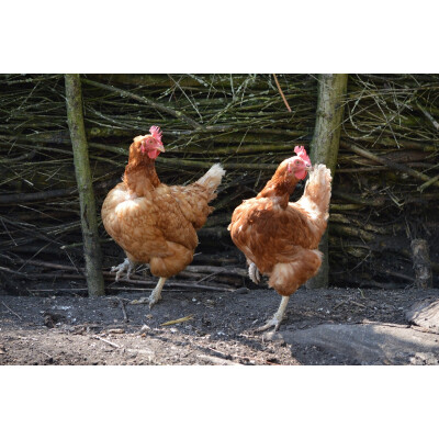 Das Besondere an Hühner!  10 Fakten über Hühner - Das-Besondere-An-Hühner-Fakten-Über-Hühner