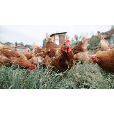 Hühner-Gesundheit: Impfpflicht und Krankheiten - Hühner-Gesundheit-Impfpflicht-Krankheiten