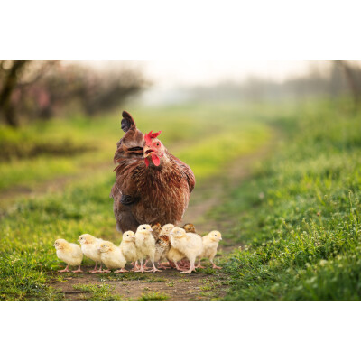 Nährstoffmangel bei Hühnern: So erkennst du ihn! - Nährstoffmangel-Bei-Hühnern-Was-kannst-du-tun-Symptome-Behandlung