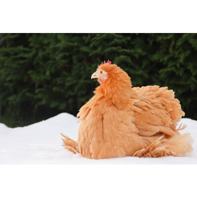 Schnupfen bei Hühnern: Ursachen, Symptome und Behandlung - Schnupfen bei Hühnern- Ursachen, Symptome und Behandlung | Hühnerland