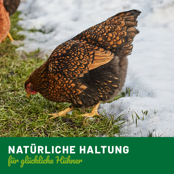 ⛄️ Hühner im Winter ❄️ : Tränkenwärmer low Budget - Geldbeutel und Umwelt  entlastet! 